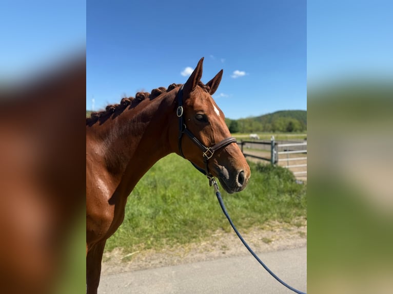 Hanoverian Mare 6 years 16,2 hh Chestnut-Red in Wartenberg