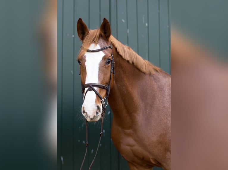 Hanoverian Mare 6 years 16,2 hh Chestnut-Red in L&#xFC;btheen