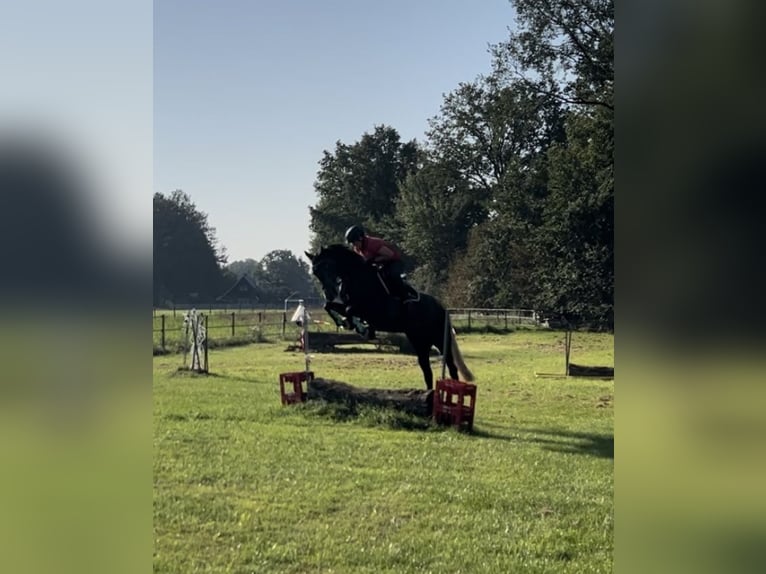 Hanoverian Mare 6 years 16,2 hh Grey-Dark-Tan in Ladbergen