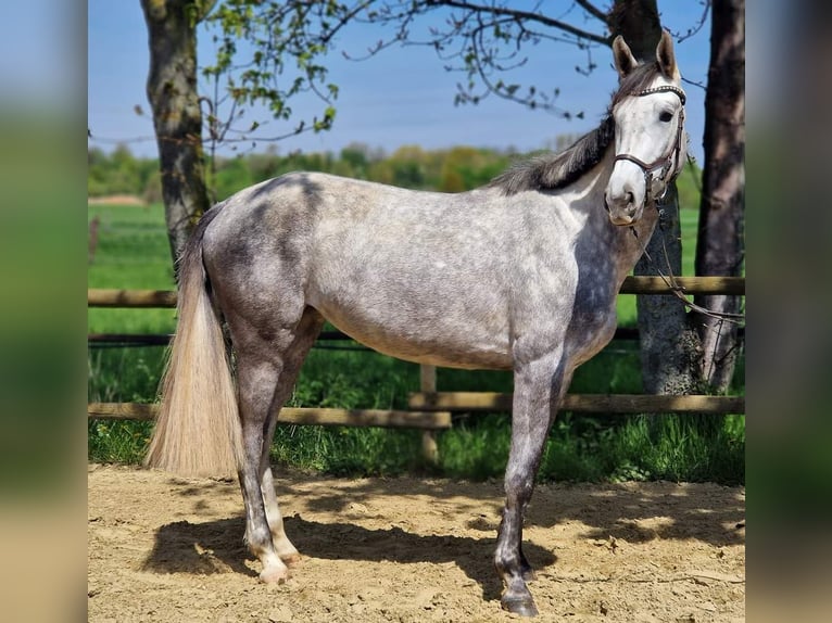 Hanoverian Mare 6 years 16,2 hh Grey in Korschenbroich