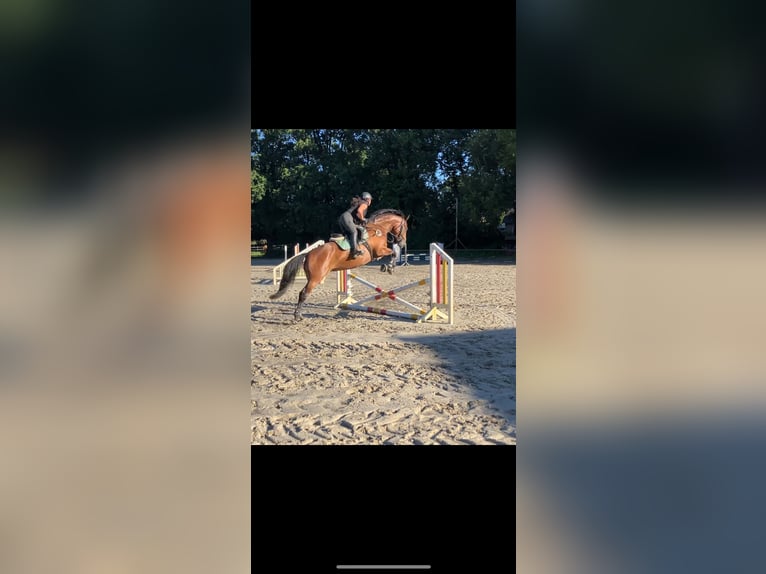 Hanoverian Mare 6 years 16,2 hh in Norderstedt
