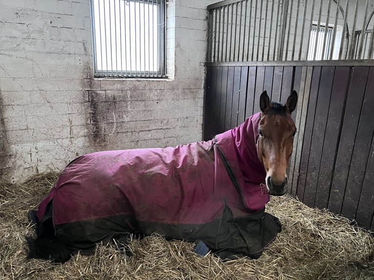 Hanoverian Mare 6 years 16,2 hh in Norderstedt