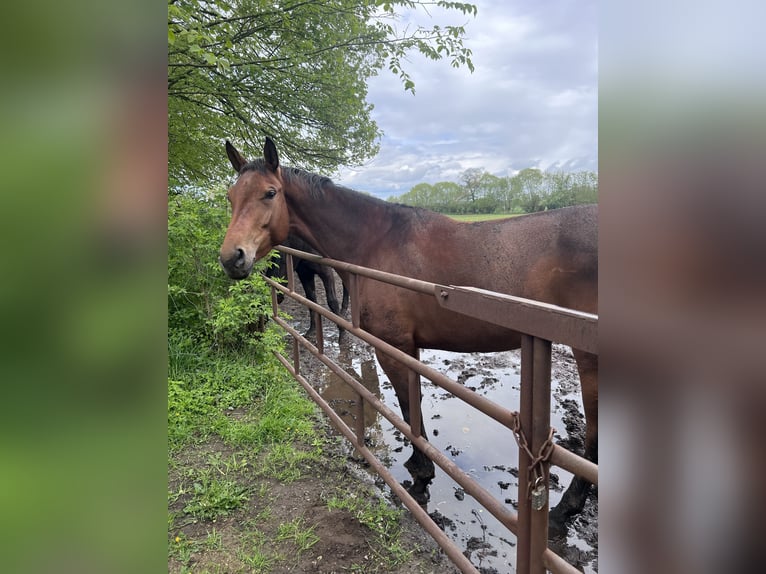 Hanoverian Mare 6 years 16,2 hh in Norderstedt