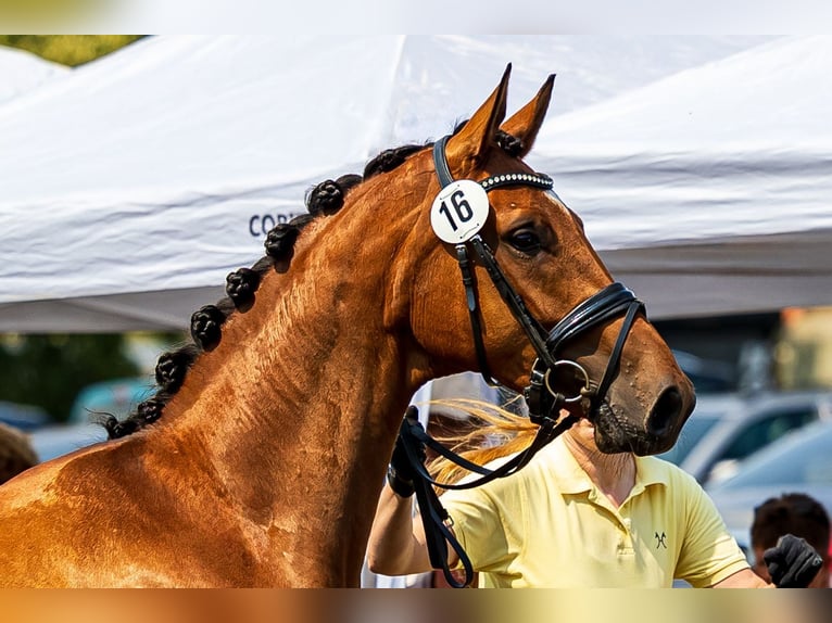 Hanoverian Mare 6 years 16,3 hh Bay-Dark in Schneverdingen