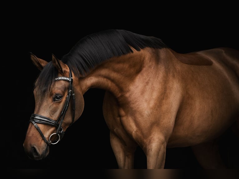 Hanoverian Mare 6 years 16,3 hh Bay-Dark in Schneverdingen