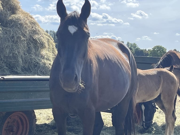 Hanoverian Mare 6 years 16,3 hh Black in Kevelaer