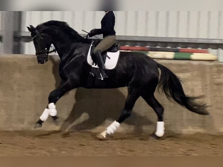Hanoverian Mare 6 years 16,3 hh Black in Kevelaer