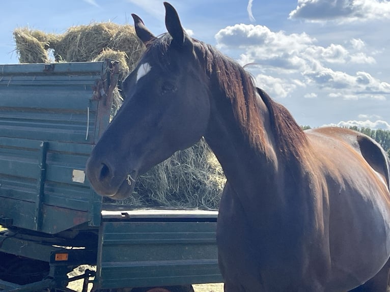 Hanoverian Mare 6 years 16,3 hh Black in Kevelaer