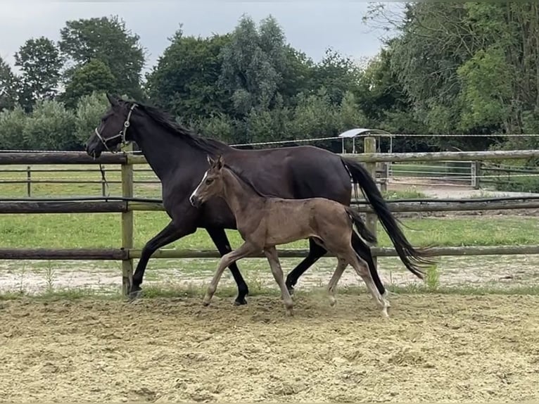 Hanoverian Mare 6 years 16,3 hh Black in Kevelaer