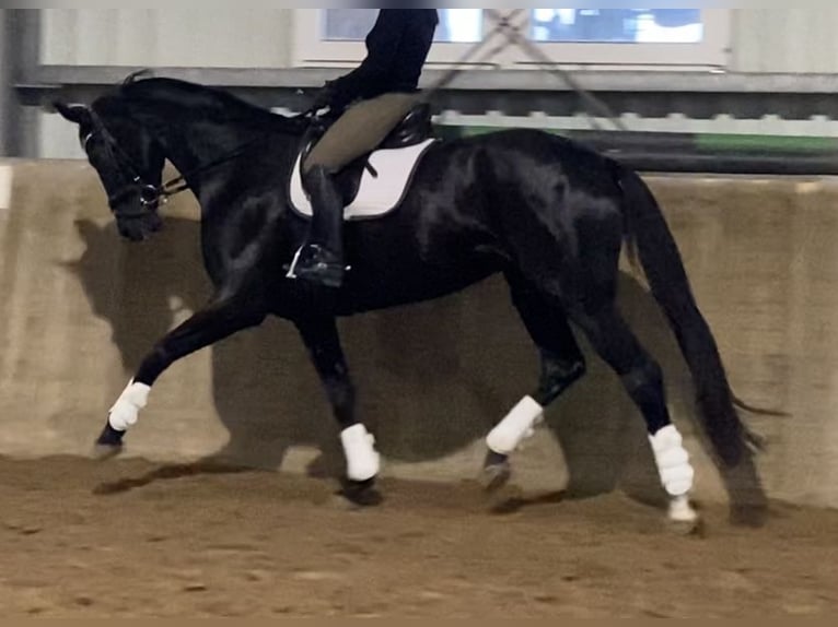 Hanoverian Mare 6 years 16,3 hh Black in Kevelaer