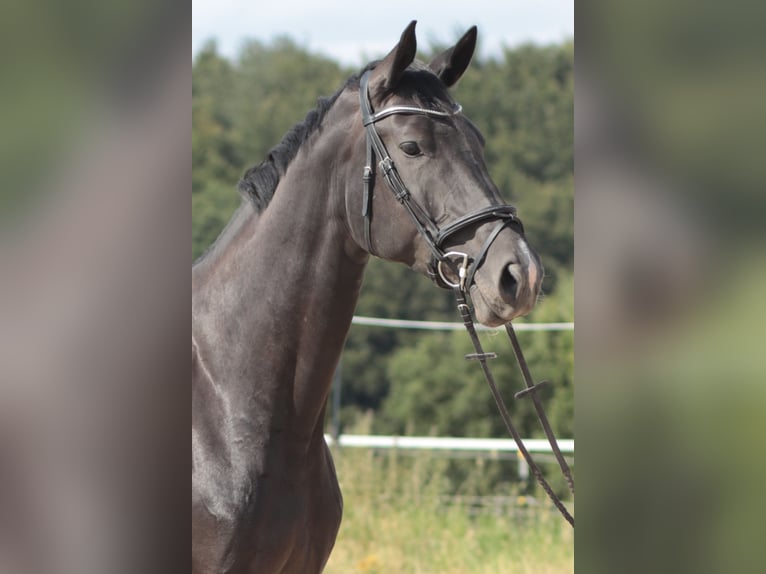Hanoverian Mare 6 years 16,3 hh Black in Leverkusen
