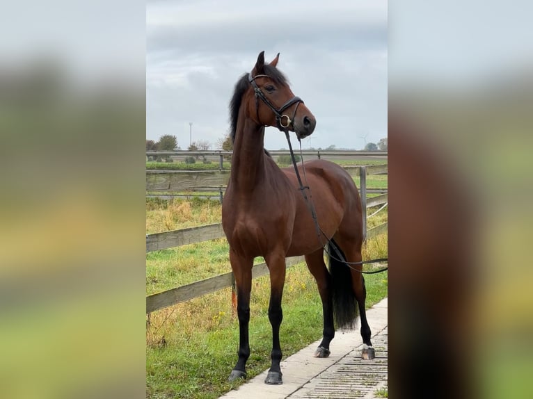 Hanoverian Mare 6 years 16,3 hh Brown in Hildesheim