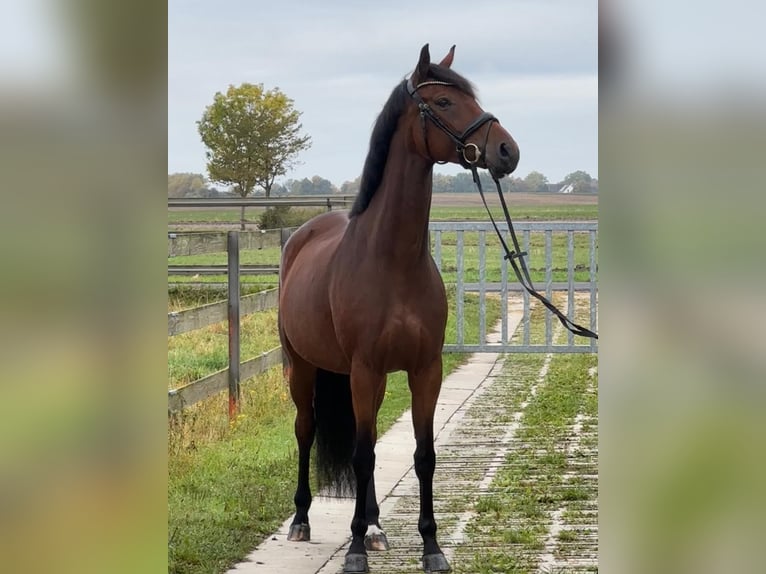 Hanoverian Mare 6 years 16,3 hh Brown in Hildesheim
