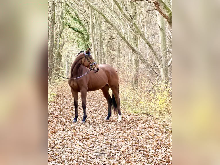 Hanoverian Mare 6 years 16,3 hh Brown in Rosdorf
