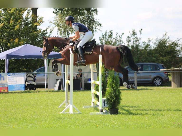 Hanoverian Mare 6 years 16,3 hh Brown in Maasen