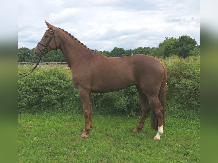 Hanoverian Mare 6 years 16,3 hh Chestnut in Loxstedt