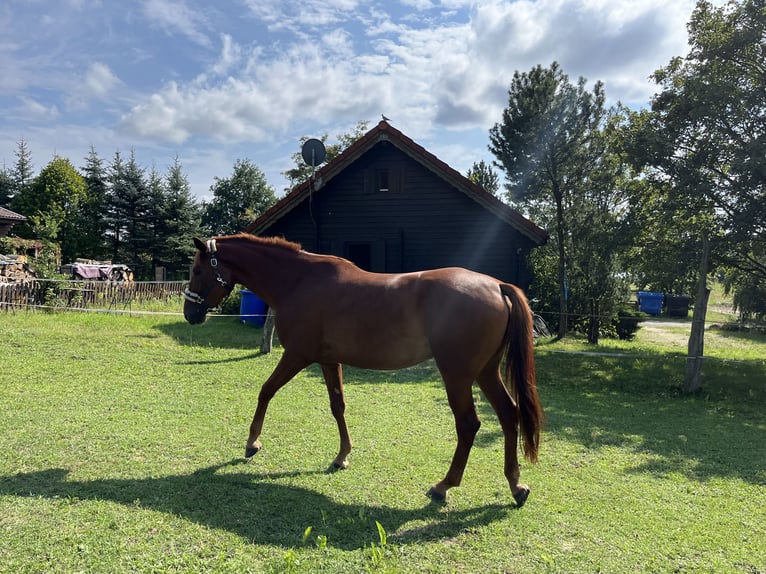 Hanoverian Mare 6 years 16,3 hh Chestnut-Red in Strausberg