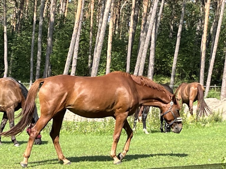 Hanoverian Mare 6 years 16,3 hh Chestnut-Red in Strausberg