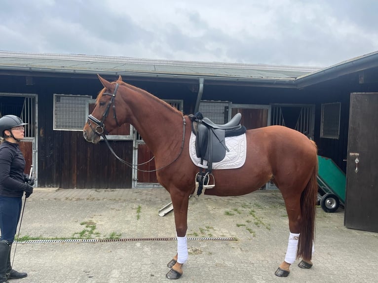 Hanoverian Mare 6 years 16,3 hh Chestnut-Red in Strausberg