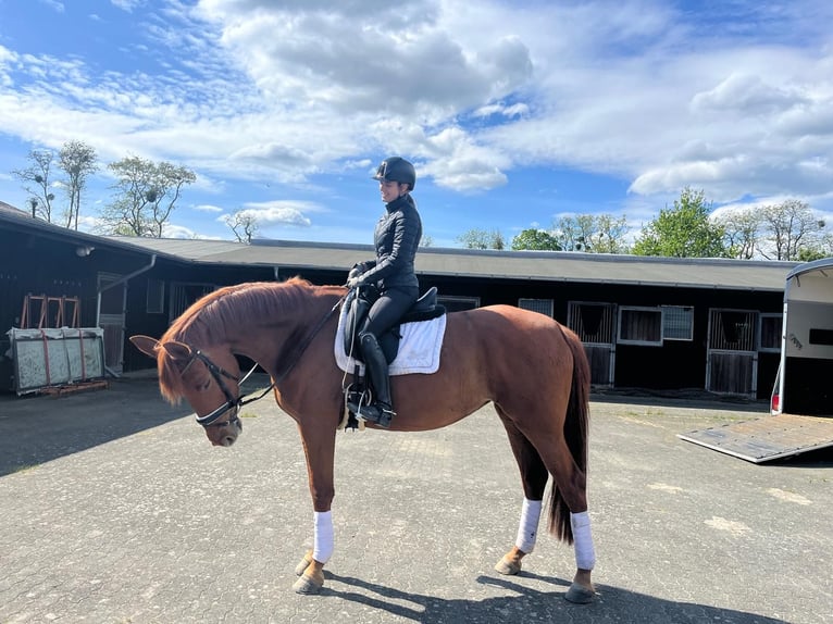 Hanoverian Mare 6 years 16,3 hh Chestnut-Red in Strausberg