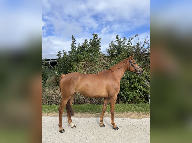 Hanoverian Mare 6 years 16,3 hh Chestnut-Red in L&#xFC;beck