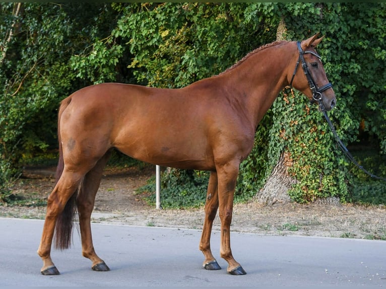 Hanoverian Mare 6 years 16,3 hh Chestnut-Red in Budapest