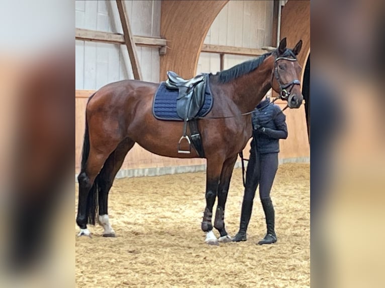 Hanoverian Mare 6 years 17.1 hh Brown in Grasleben