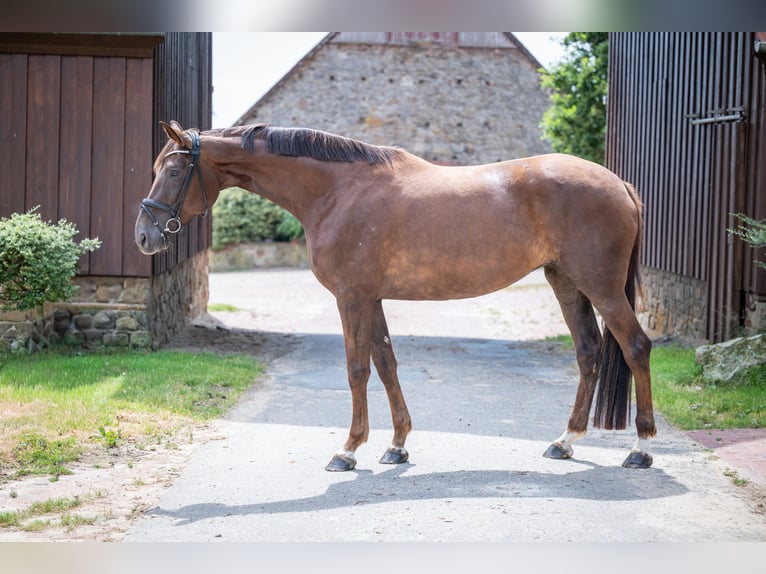 Hanoverian Mare 6 years 17.1 hh Chestnut in Bramsche