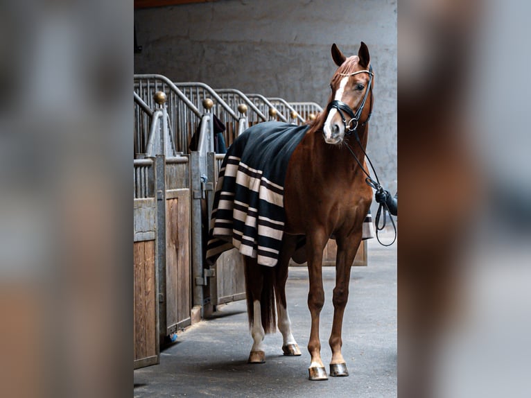 Hanoverian Mare 6 years 17.1 hh Chestnut in Innsbruck