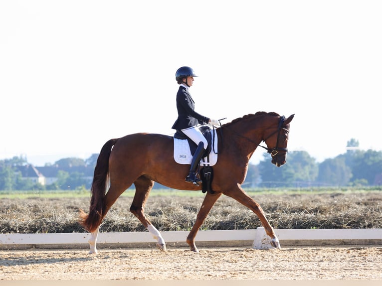 Hanoverian Mare 6 years 17.1 hh Chestnut in Innsbruck