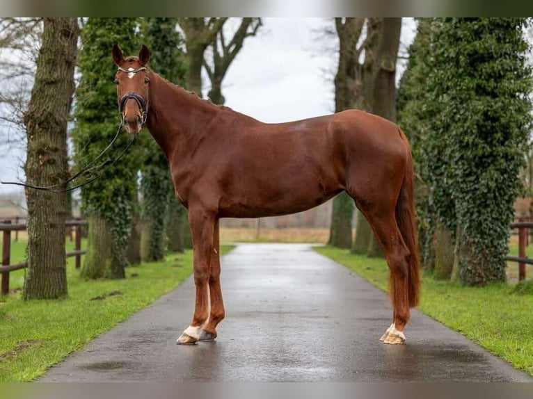 Hanoverian Mare 6 years 17,1 hh Chestnut-Red in Kutenholz