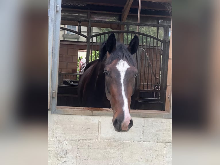 Hanoverian Mare 6 years 17,1 hh Smoky-Black in Dassel