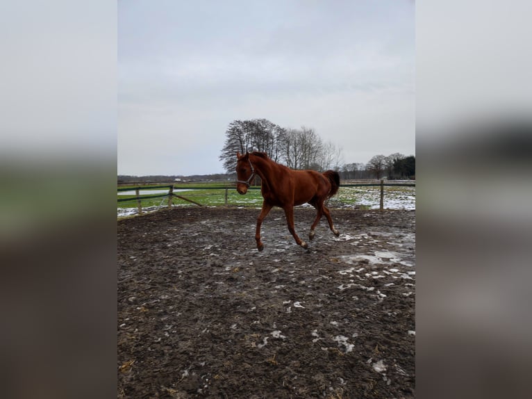 Hanoverian Mare 6 years 17.2 hh Chestnut-Red in Hatten