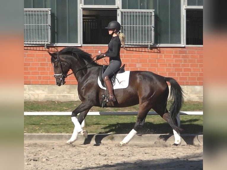 Hanoverian Mare 6 years 17 hh Bay-Dark in Ratekau