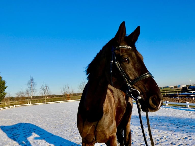 Hanoverian Mare 6 years 17 hh Bay-Dark in Wedemark