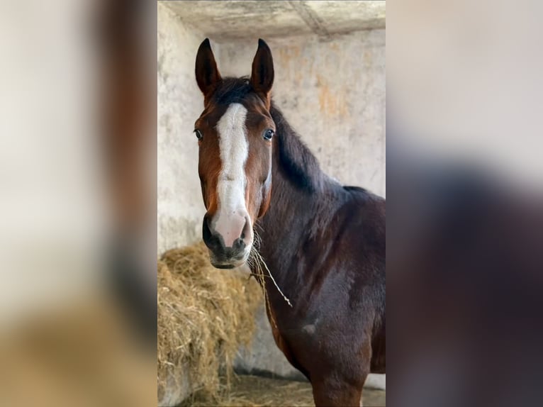 Hanoverian Mare 6 years 17 hh Bay-Dark in Knorrendorf