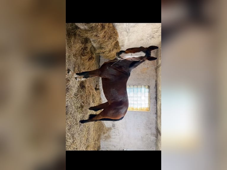 Hanoverian Mare 6 years 17 hh Bay-Dark in Knorrendorf