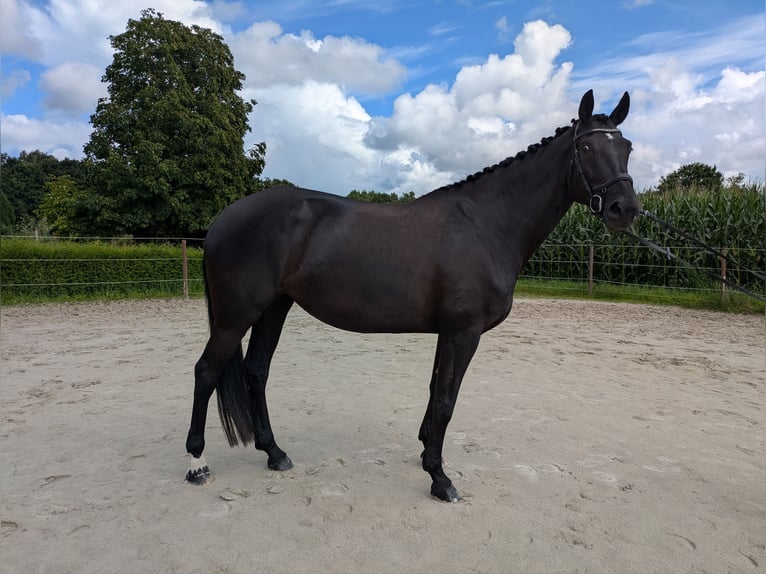 Hanoverian Mare 6 years 17 hh Black in Aurich