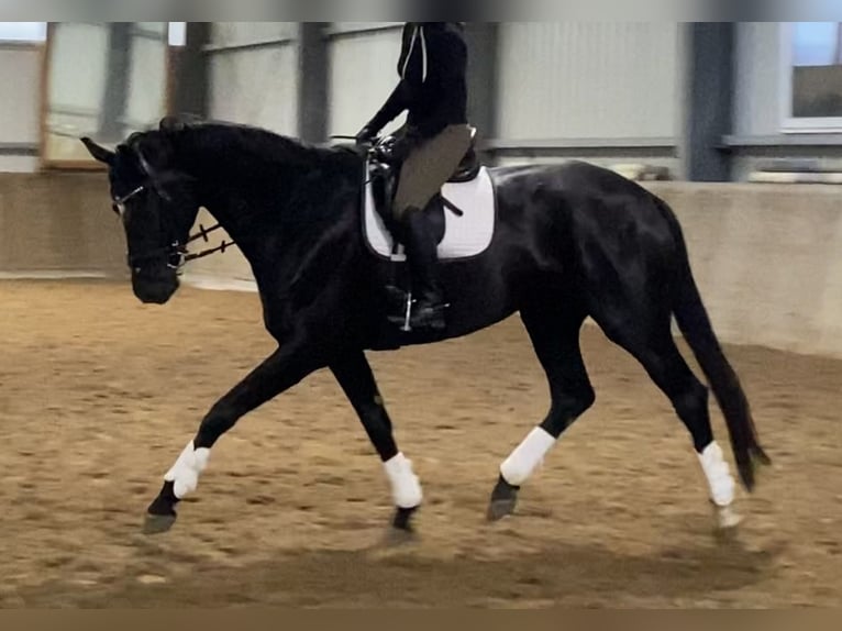 Hanoverian Mare 6 years 17 hh Black in Kevelaer