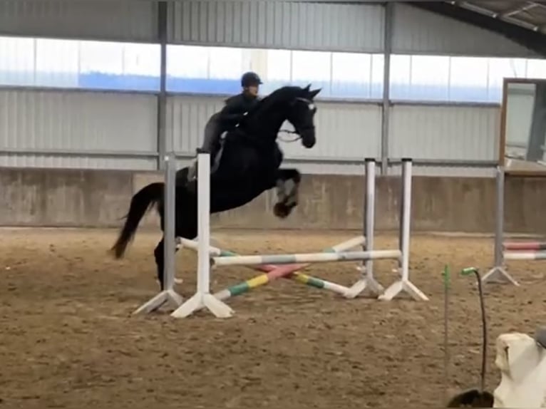 Hanoverian Mare 6 years 17 hh Black in Kevelaer