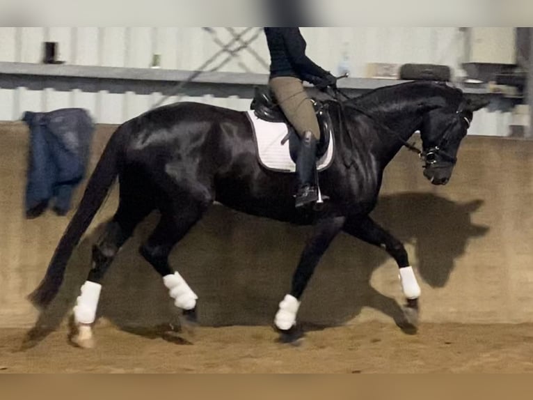 Hanoverian Mare 6 years 17 hh Black in Kevelaer