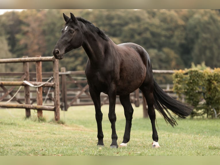 Hanoverian Mare 6 years 17 hh Black in Bettendorf