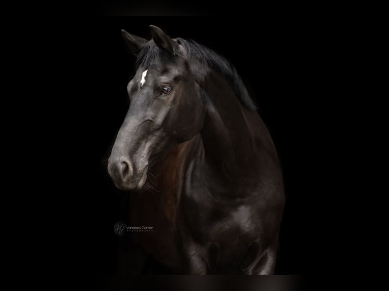 Hanoverian Mare 6 years 17 hh Black in Bettendorf
