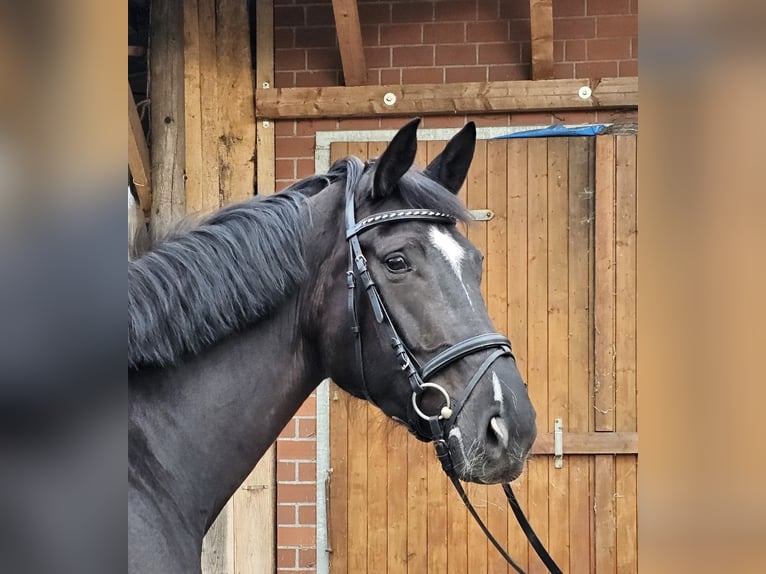 Hanoverian Mare 6 years 17 hh Black in Schwarme