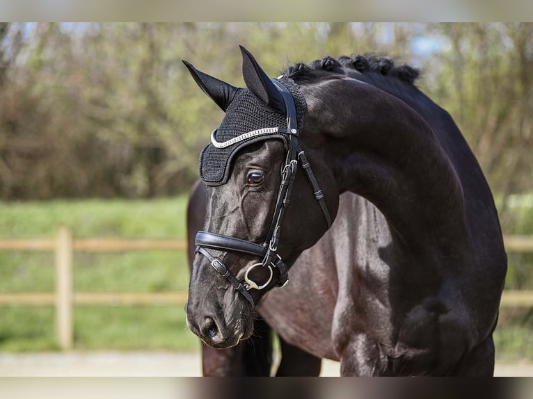 Hanoverian Mare 6 years 17 hh Black in Riedstadt