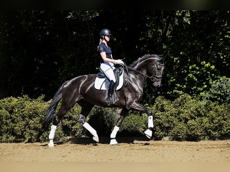 Hanoverian Mare 6 years 17 hh Black in Riedstadt