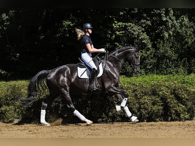 Hanoverian Mare 6 years 17 hh Black in Riedstadt