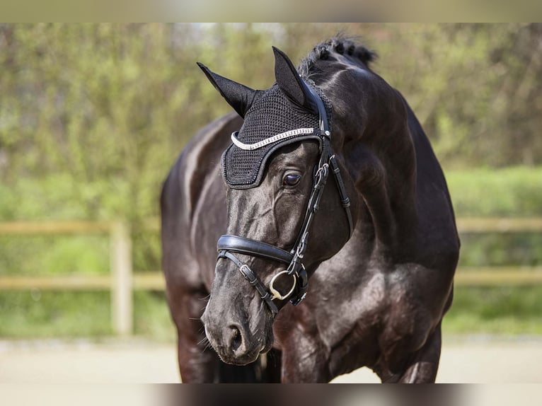 Hanoverian Mare 6 years 17 hh Black in Riedstadt