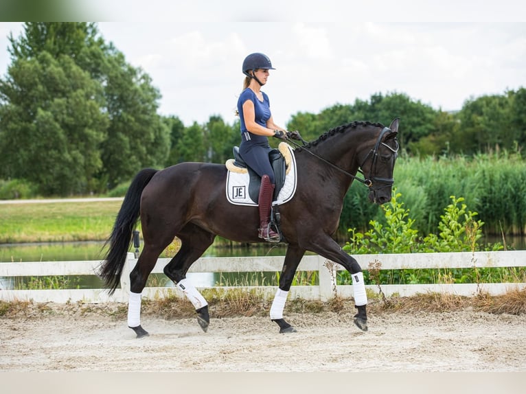 Hanoverian Mare 6 years 17 hh Black in Zoelen