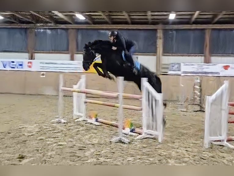 Hanoverian Mare 6 years 17 hh Black in Wanna